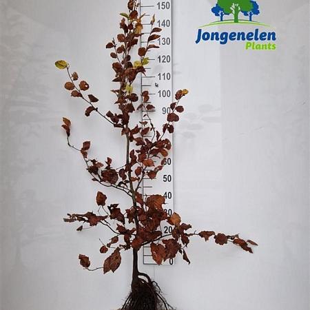 Fagus sylvatica Losse wortel 175 - 200 cm