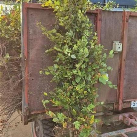 Fagus sylvatica Losse wortel 175 - 200 cm