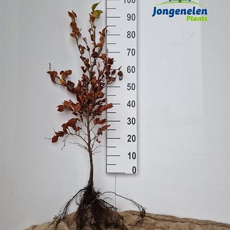 Fagus sylvatica Losse wortel 80 - 100 cm