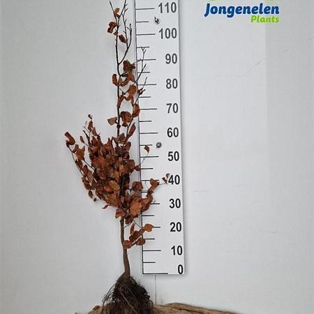 Fagus sylvatica Losse wortel 100 - 125 cm