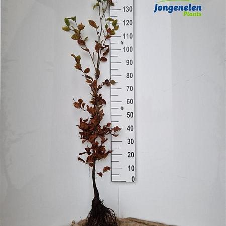 Fagus sylvatica Losse wortel 125 - 150 cm