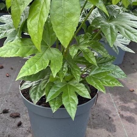 Fatsia japonica Pot 7,5 Liter 
