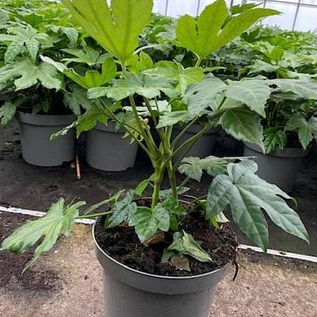 Fatsia japonica Pot 7,5 Liter 