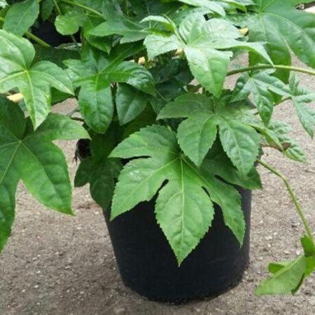 Fatsia japonica Pot 7,5 Liter 