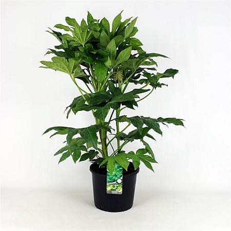 Fatsia japonica Pot 12 liter 