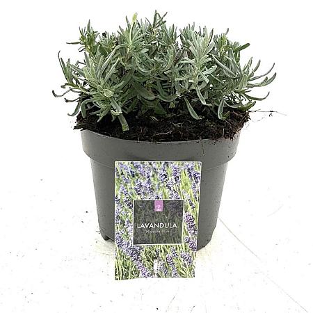 Lavandula ang. 'Hidcote' Pot 2 Liter