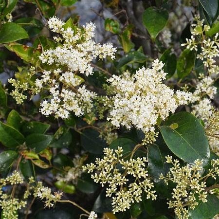 Ligustrum j. 'Texanum' Pot 20 Liter stam 150 cm
