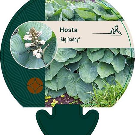 Hosta 'Big Daddy' Pot 9 cm