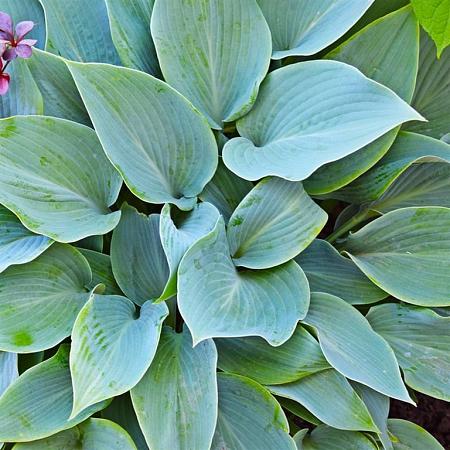 Hosta 'Big Daddy' Pot 9 cm