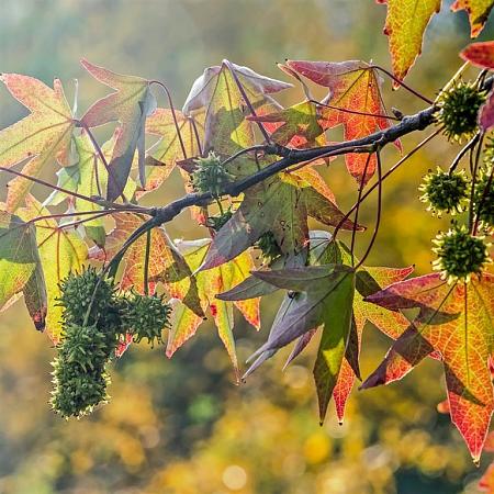 Liquidambar s. 'Gum Ball' Draadkluit Hoogstam (Stamomtrek 14-16 cm)