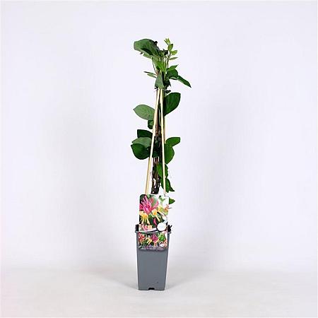 Lonicera heckr. 'American Beauty' Pot 2 Liter