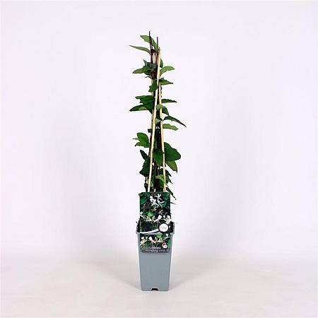 Lonicera jap. 'Red World' Pot 2 Liter