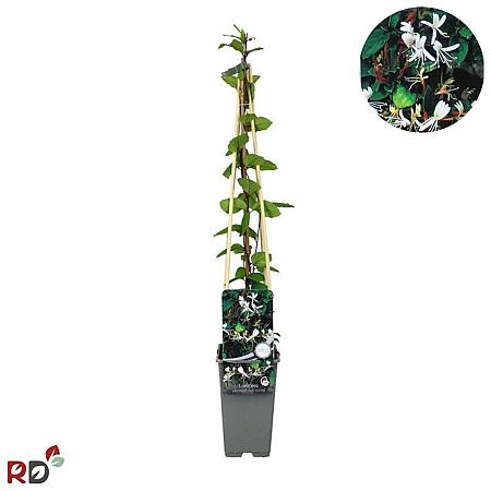 Lonicera jap. 'Red World' Pot 2 Liter