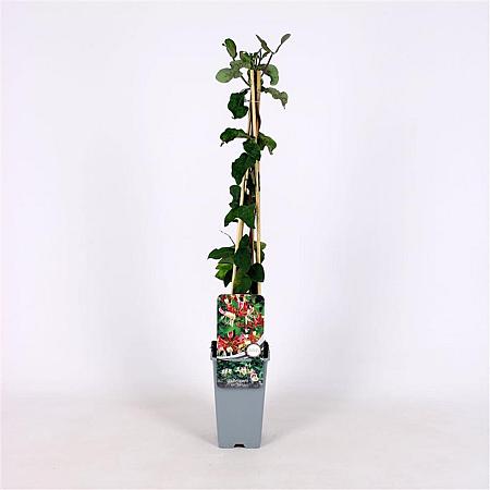 Lonicera per. 'Belgica' Pot 2 Liter