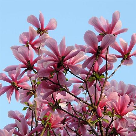 Magnolia 'Galaxy' Draadkluit Hoogstam (Stamomtrek 14-16 cm)