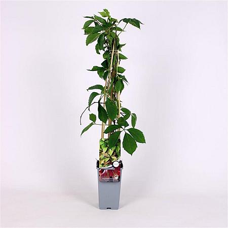 Parthenocissus quinquefolia Pot 2 Liter