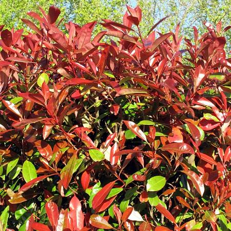 Photinia fraseri 'Red Robin' Pot 9 Liter 