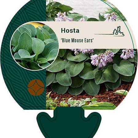 Hosta 'Blue Mouse Ears' Pot 9 cm