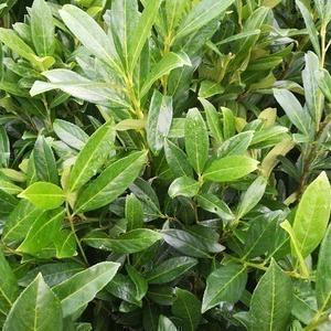 Prunus l. 'Caucasica' Stam 180 cm Leivorm 120x120 (BxH)