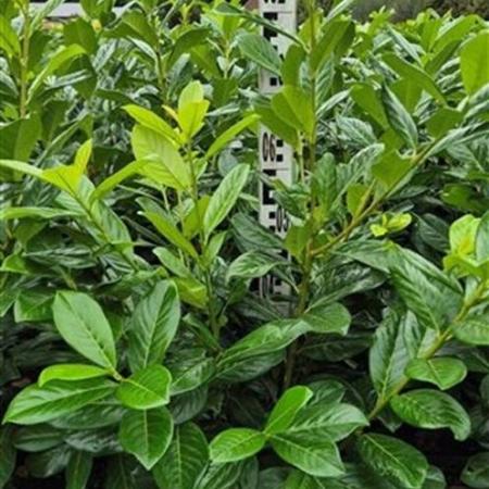 Prunus l. 'Novita' Kluit 60 - 80 cm