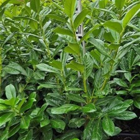 Prunus l. 'Novita' Kluit 60 - 80 cm