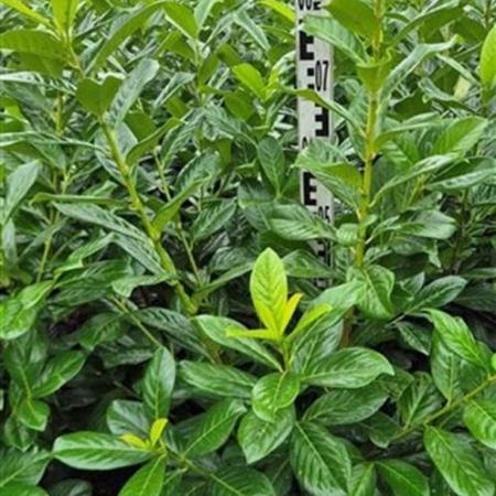 Prunus l. 'Novita' Kluit 60 - 80 cm