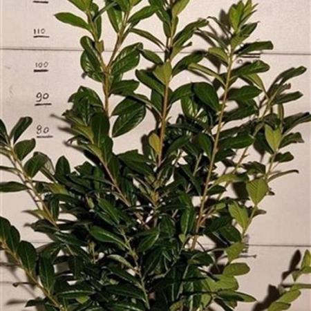 Prunus l. 'Novita' Kluit 100 - 125 cm