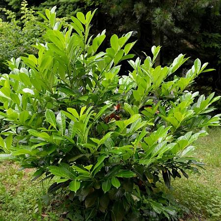 Prunus l. 'Rotundifolia' Kluit 60 - 80 cm