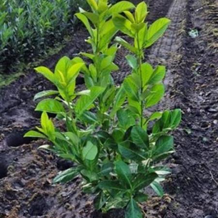 Prunus l. 'Rotundifolia' Kluit 60 - 80 cm