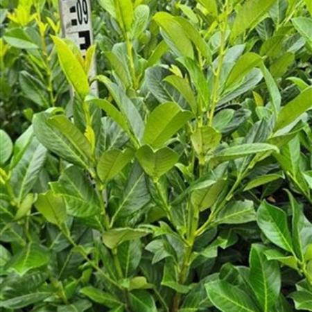 Prunus l. 'Rotundifolia' Kluit 80 - 100 cm