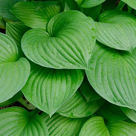 Hosta 'Devon Green' Pot 9 cm