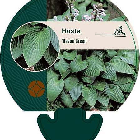 Hosta 'Devon Green' Pot 9 cm