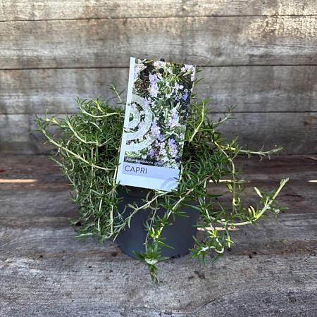 Rosmarinus off. 'Capri' Pot 2 Liter