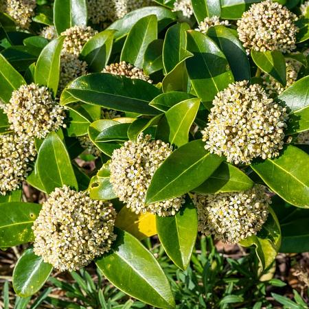 Skimmia j. White Globe Pot 3 Liter 