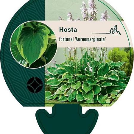 Hosta 'Fortunei Aureomarginata' Pot 9 cm