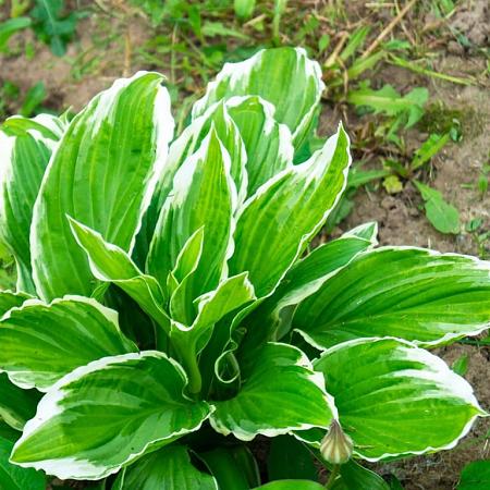 Hosta 'Fortunei Aureomarginata' Pot 9 cm