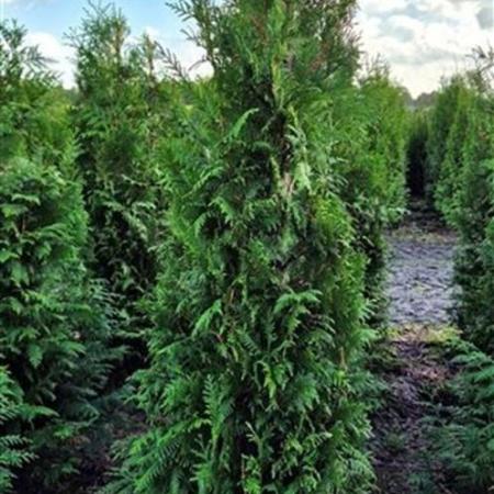 Thuja occ. 'Brabant' Kluit 150 - 175 cm
