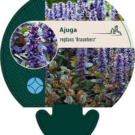 Ajuga reptans 'Braunherz' Pot 9 cm