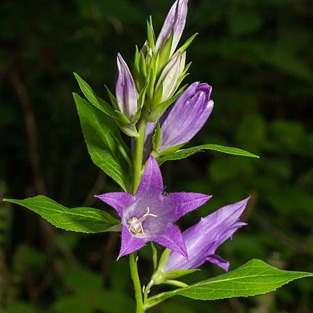 Campanula trachelium Pot 9 cm