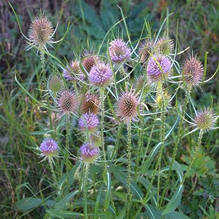 Dipsacus fullonum Pot 9 cm