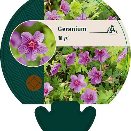 Geranium 'Dilys' Pot 9 cm