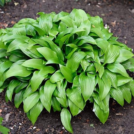 Hosta lancifolia Pot 9 cm