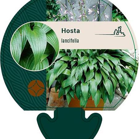 Hosta lancifolia Pot 9 cm
