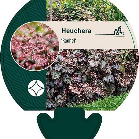 Heuchera 'Rachel' Pot 9 cm