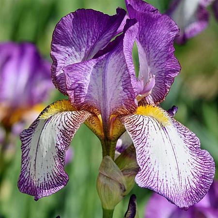 Iris sib. 'Sparkling Rose' Pot 9 cm