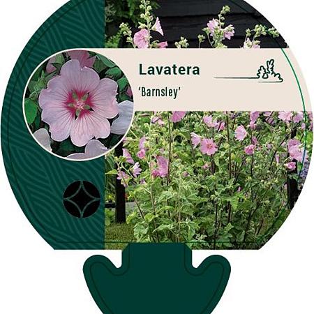 Lavatera 'Barnsley' Pot 9 cm