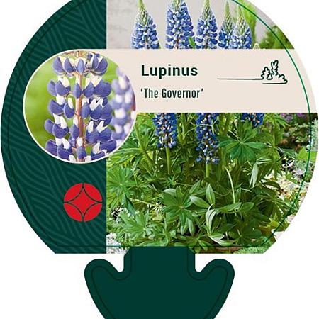 Lupinus 'The Governor' Pot 9 cm