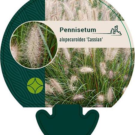 Pennisetum al. 'Cassian' Pot 9 cm