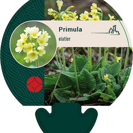 Primula elatior Pot 9 cm