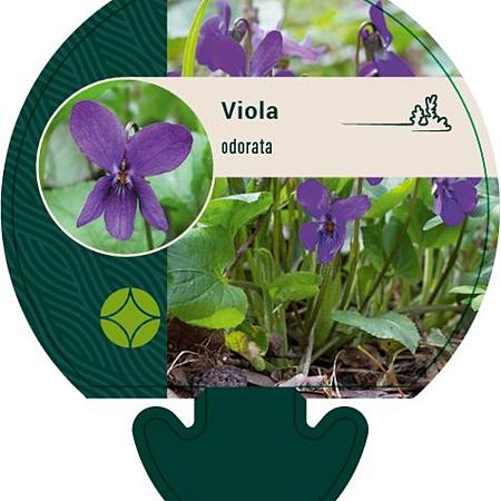 Viola odorata Pot 9 cm